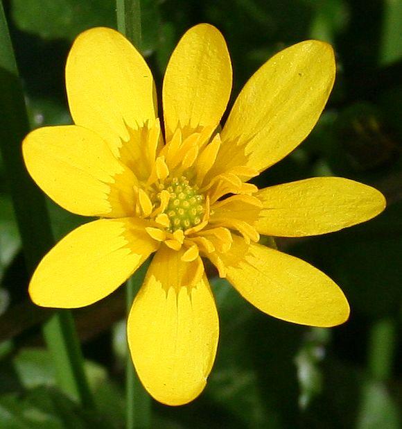 beautiful yellow flowers in the world 